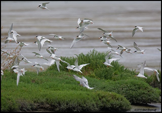 _1SB5229 forsters terns.jpg